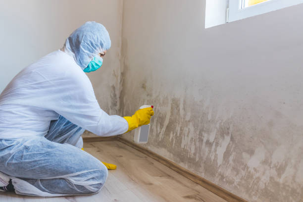 Licensed Crawl Space Mold Removal service in Waban, MA - WQB Mold Removal